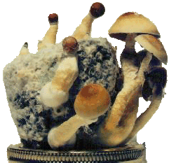 fruiting rice cake